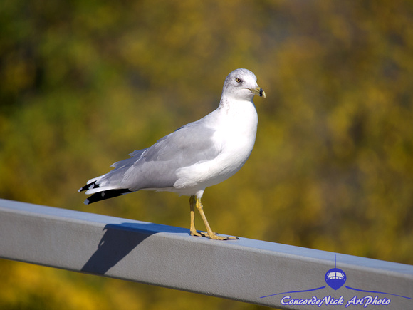 Gull Perched On A Fence