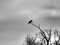 Crow, Bird, Nature