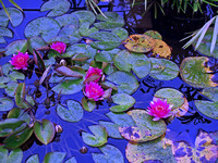 "Water Lilies", Art, Nature, Flowers, Floral, Pond