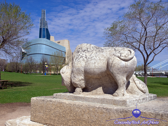 Bison & The Canadian Museum For Human Rights