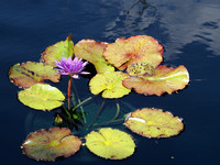 Waterlily And Frog