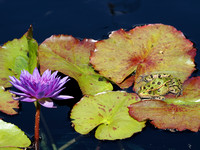 Frog On A Waterlily