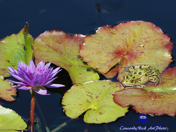 Frog On A Waterlily