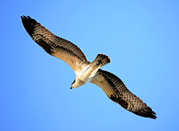 Osprey In FLight