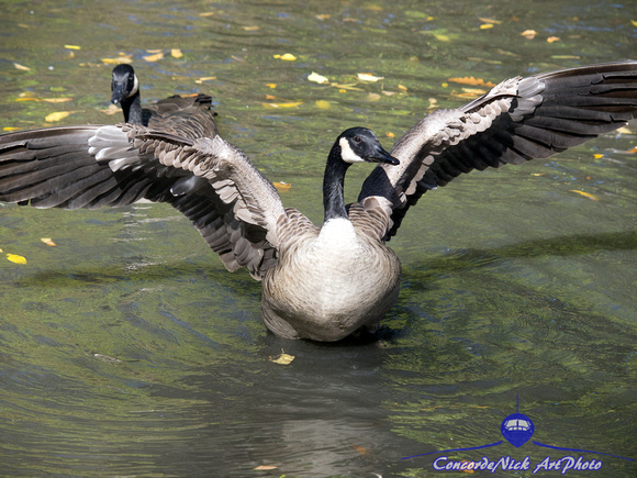 Canada Goose Stretching Its Wings