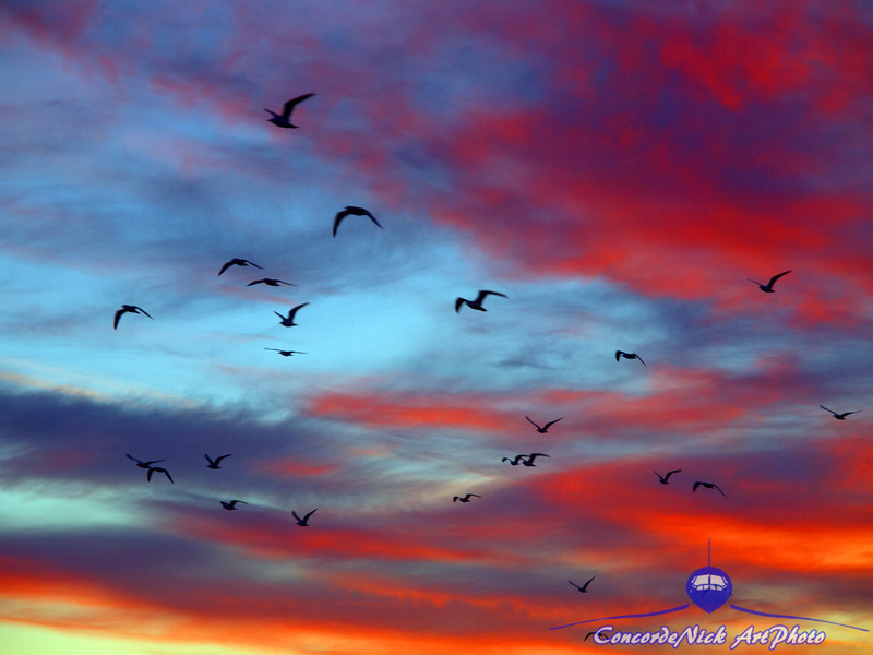Flock Of Birds At Sunset
