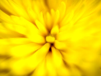 Yellow, Flower, Art, Bloom, Macro, Art