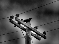 Ravens, "Black & White", Art, Nature, Birds