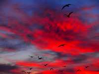 Sunset, Birds, Nature, Flock, Skyscape