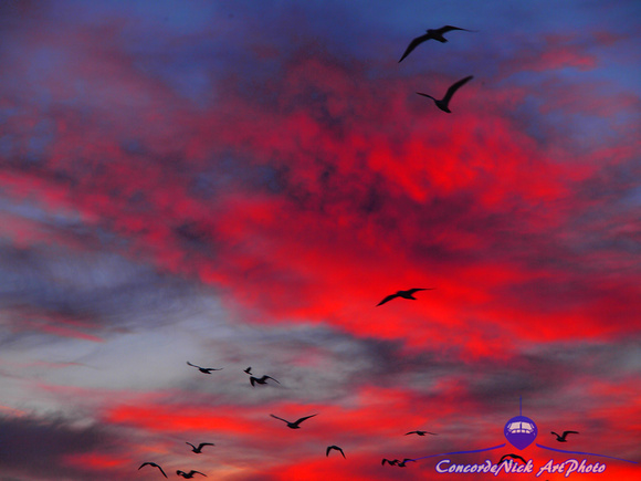 Sunset, Birds, Nature, Flock, Skyscape