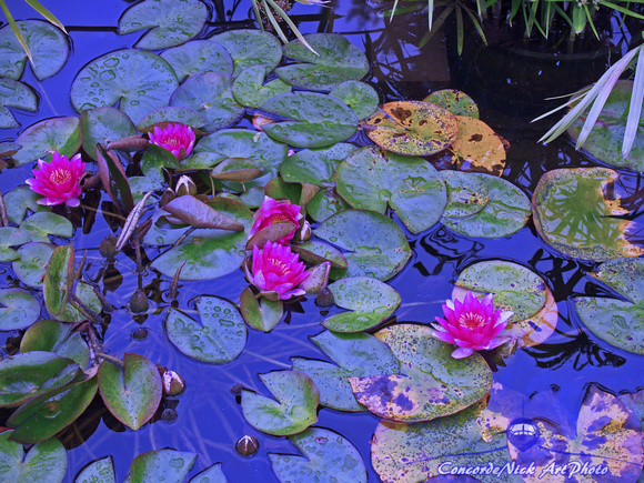 "Water Lilies", Art, Nature, Flowers, Floral, Pond