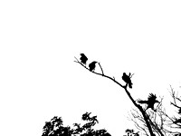 Crows, Roost, "Black & White", Art, Print, Nature