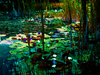 Lily, "Lily Pond", Art, "Inspired by Monet", Nature, Pond