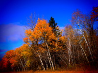 Autumn, Forest, Foliage, Nature, Landscape