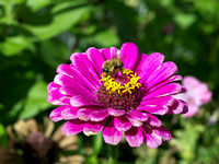 Bee On Zinnia